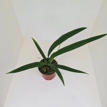 Load image into Gallery viewer, Anthurium Bakeri