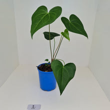 Load image into Gallery viewer, #1 Anthurium Macrolobium x - Extra head growing