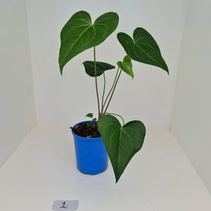 #1 Anthurium Macrolobium x - Extra head growing