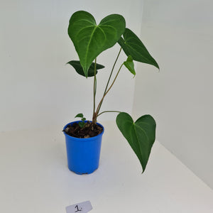 #1 Anthurium Macrolobium x - Extra head growing