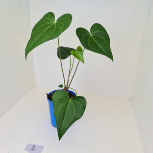 #1 Anthurium Macrolobium x - Extra head growing