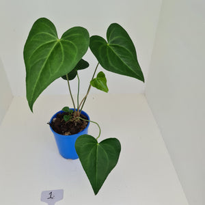 #1 Anthurium Macrolobium x - Extra head growing