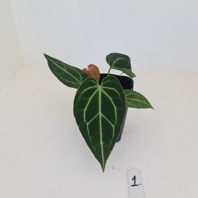 #1 Anthurium Crystallinum Hybrid