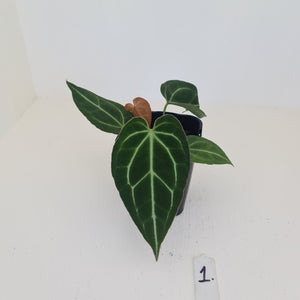 #1 Anthurium Crystallinum Hybrid
