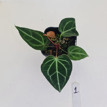 Load image into Gallery viewer, #1 Anthurium Crystallinum Hybrid
