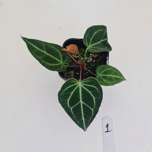 #1 Anthurium Crystallinum Hybrid