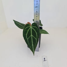 Load image into Gallery viewer, #1 Anthurium Crystallinum Hybrid