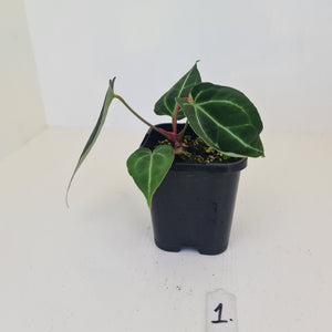 #1 Anthurium Crystallinum Hybrid