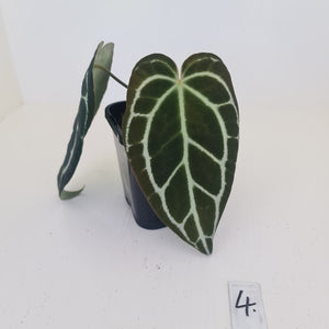 #4 Anthurium Crystallinum Hybrid - Dark