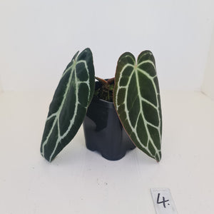 #4 Anthurium Crystallinum Hybrid - Dark