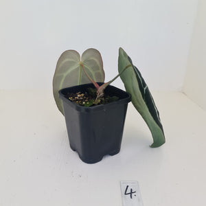 #4 Anthurium Crystallinum Hybrid - Dark