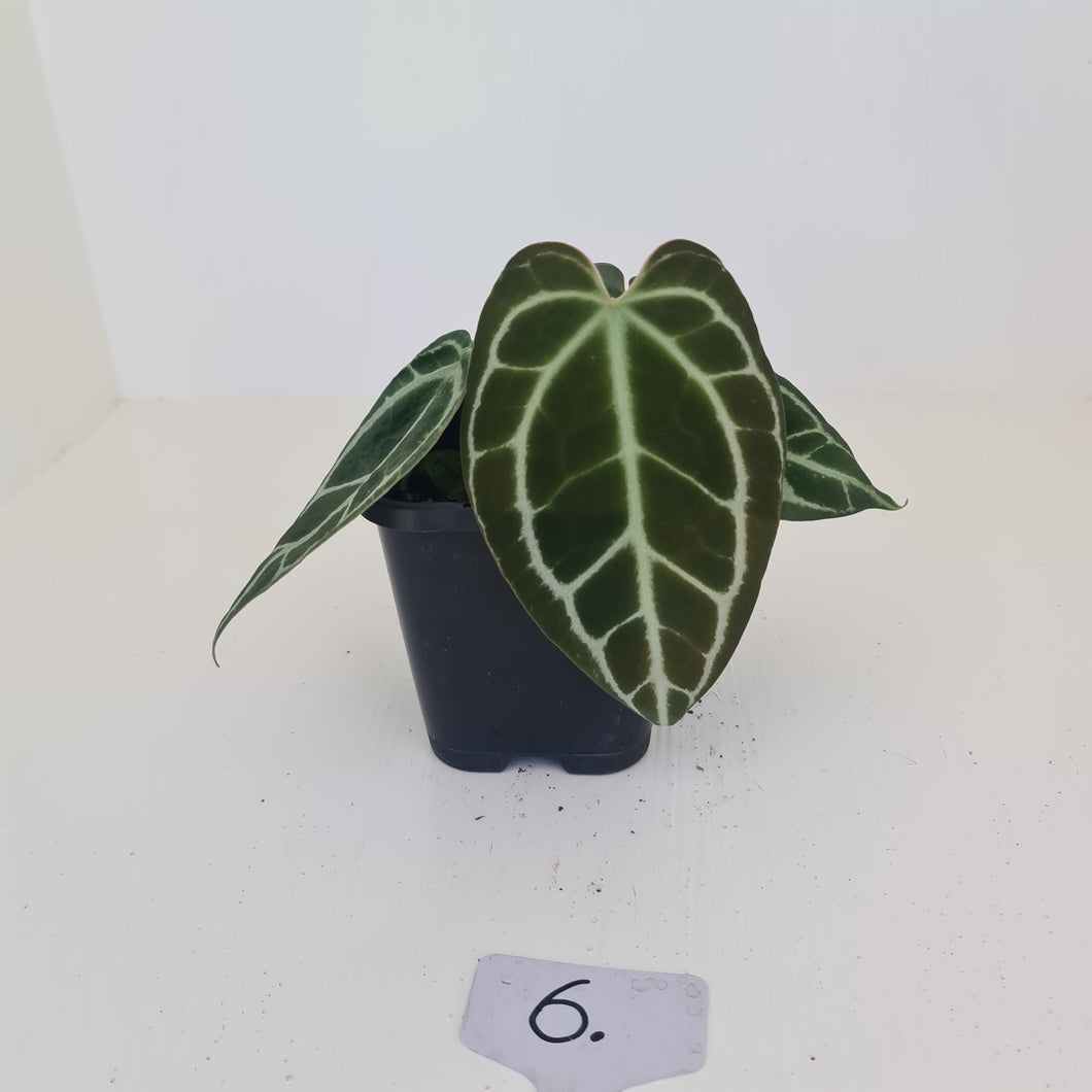 #6 Anthurium Crystallinum Hybrid - Dark