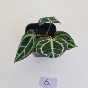 #6 Anthurium Crystallinum Hybrid - Dark