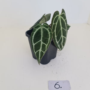 #6 Anthurium Crystallinum Hybrid - Dark