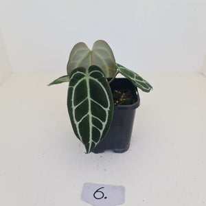 #6 Anthurium Crystallinum Hybrid - Dark