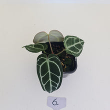 Load image into Gallery viewer, #6 Anthurium Crystallinum Hybrid - Dark