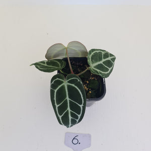 #6 Anthurium Crystallinum Hybrid - Dark