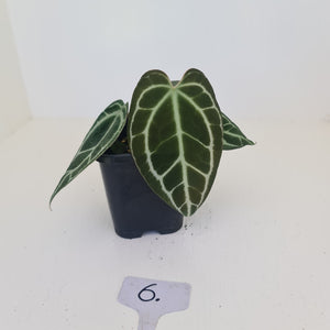 #6 Anthurium Crystallinum Hybrid - Dark