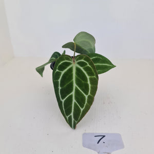 #7 Anthurium Crystallinum Hybrid