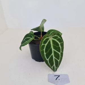 #7 Anthurium Crystallinum Hybrid