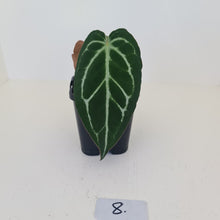 Load image into Gallery viewer, #8 Anthurium Crystallinum Hybrid