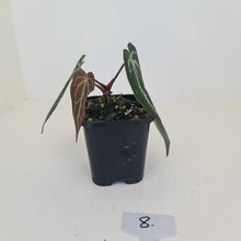 Load image into Gallery viewer, #8 Anthurium Crystallinum Hybrid
