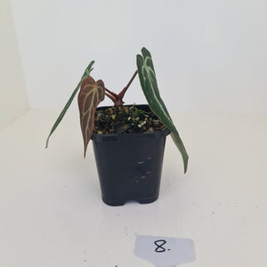 #8 Anthurium Crystallinum Hybrid