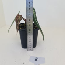 Load image into Gallery viewer, #8 Anthurium Crystallinum Hybrid