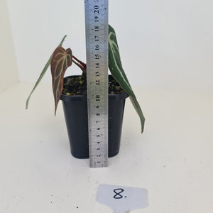 #8 Anthurium Crystallinum Hybrid