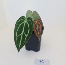 Load image into Gallery viewer, #8 Anthurium Crystallinum Hybrid