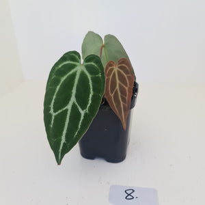 #8 Anthurium Crystallinum Hybrid