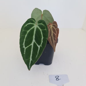 #8 Anthurium Crystallinum Hybrid