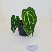 Load image into Gallery viewer, Anthurium Magnificum Hybrid