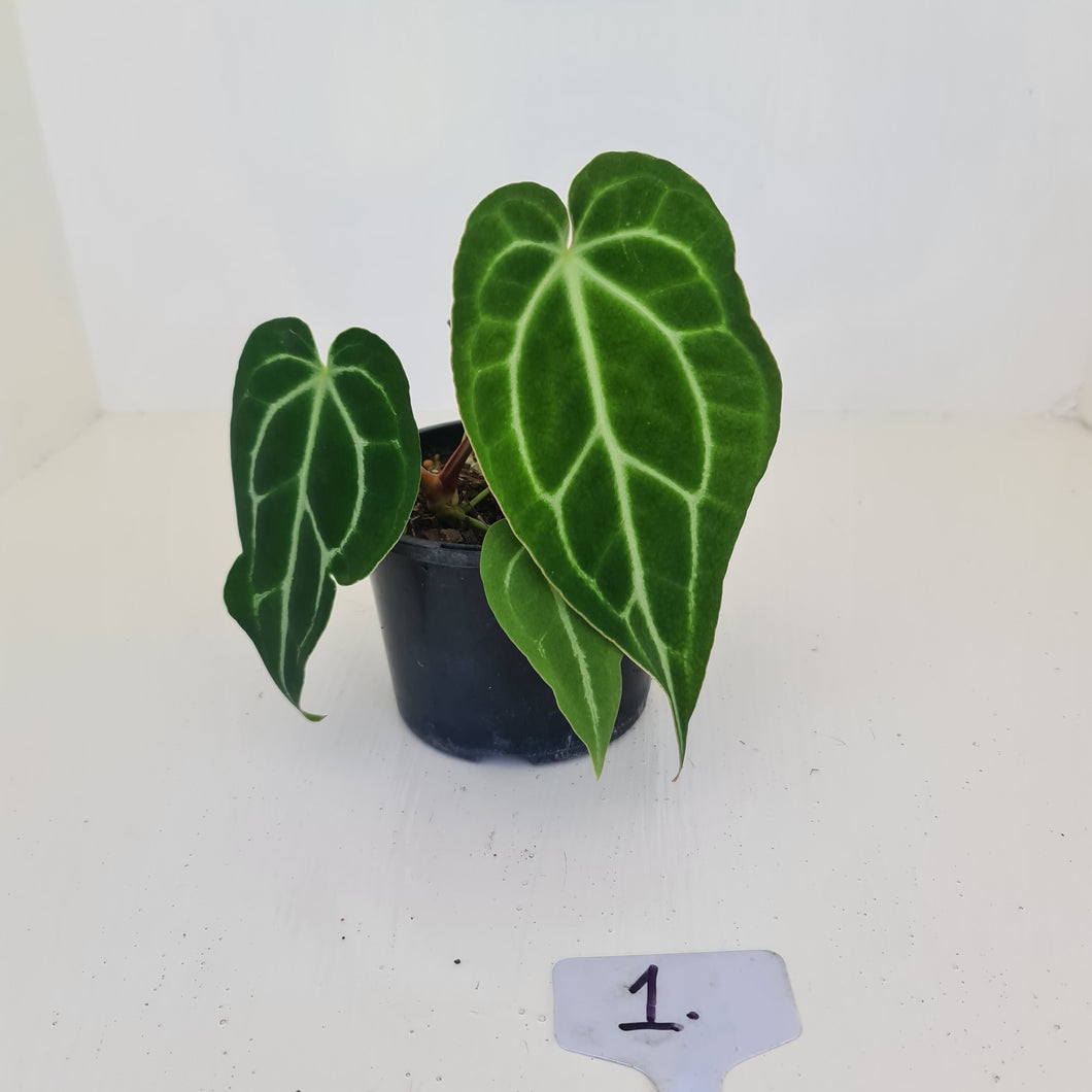 Anthurium Magnificum Hybrid