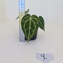 Load image into Gallery viewer, #9 Anthurium Crystallinum Hybrid