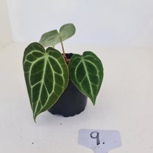 Load image into Gallery viewer, #9 Anthurium Crystallinum Hybrid