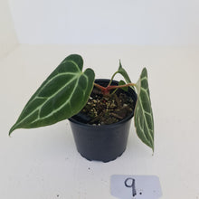 Load image into Gallery viewer, #9 Anthurium Crystallinum Hybrid