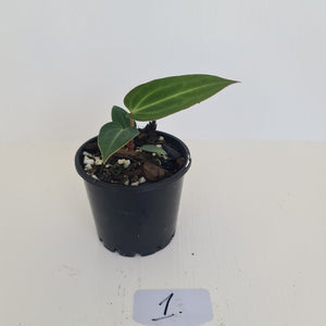 #1 Anthurium Magnificum Hybrid x - Seedling