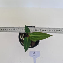 Load image into Gallery viewer, #1 Anthurium Magnificum Hybrid x - Seedling