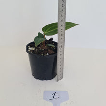 Load image into Gallery viewer, #1 Anthurium Magnificum Hybrid x - Seedling