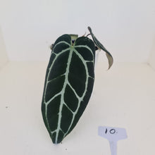 Load image into Gallery viewer, #9 Anthurium Crystallinum Hybrid - Dark