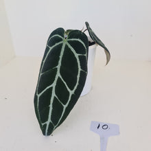 Load image into Gallery viewer, #9 Anthurium Crystallinum Hybrid - Dark