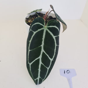 #9 Anthurium Crystallinum Hybrid - Dark