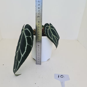 #9 Anthurium Crystallinum Hybrid - Dark