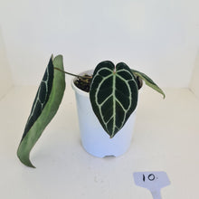 Load image into Gallery viewer, #9 Anthurium Crystallinum Hybrid - Dark