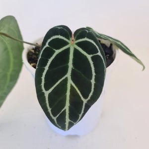 #9 Anthurium Crystallinum Hybrid - Dark