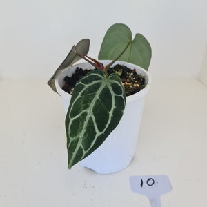 #9 Anthurium Crystallinum Hybrid - Dark