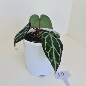 #9 Anthurium Crystallinum Hybrid - Dark