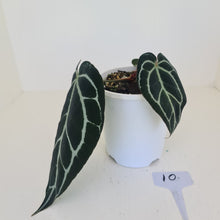 Load image into Gallery viewer, #9 Anthurium Crystallinum Hybrid - Dark