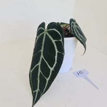 Load image into Gallery viewer, #9 Anthurium Crystallinum Hybrid - Dark